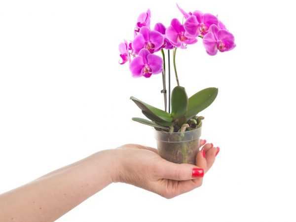 Мини орхидея: уход в домашних условиях (+фото)