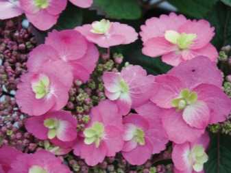 Гортензии - садовое растение, меняющее окраску соцветий. правильный уход, посадка и размножение