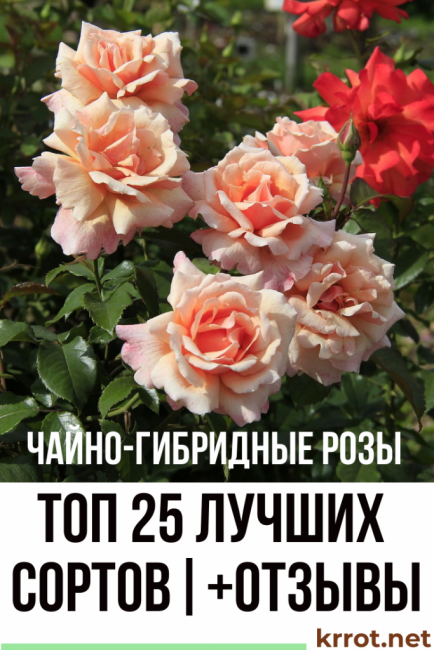 Выращивание плетистой розы эльф: секреты посадки и ухода за сортом