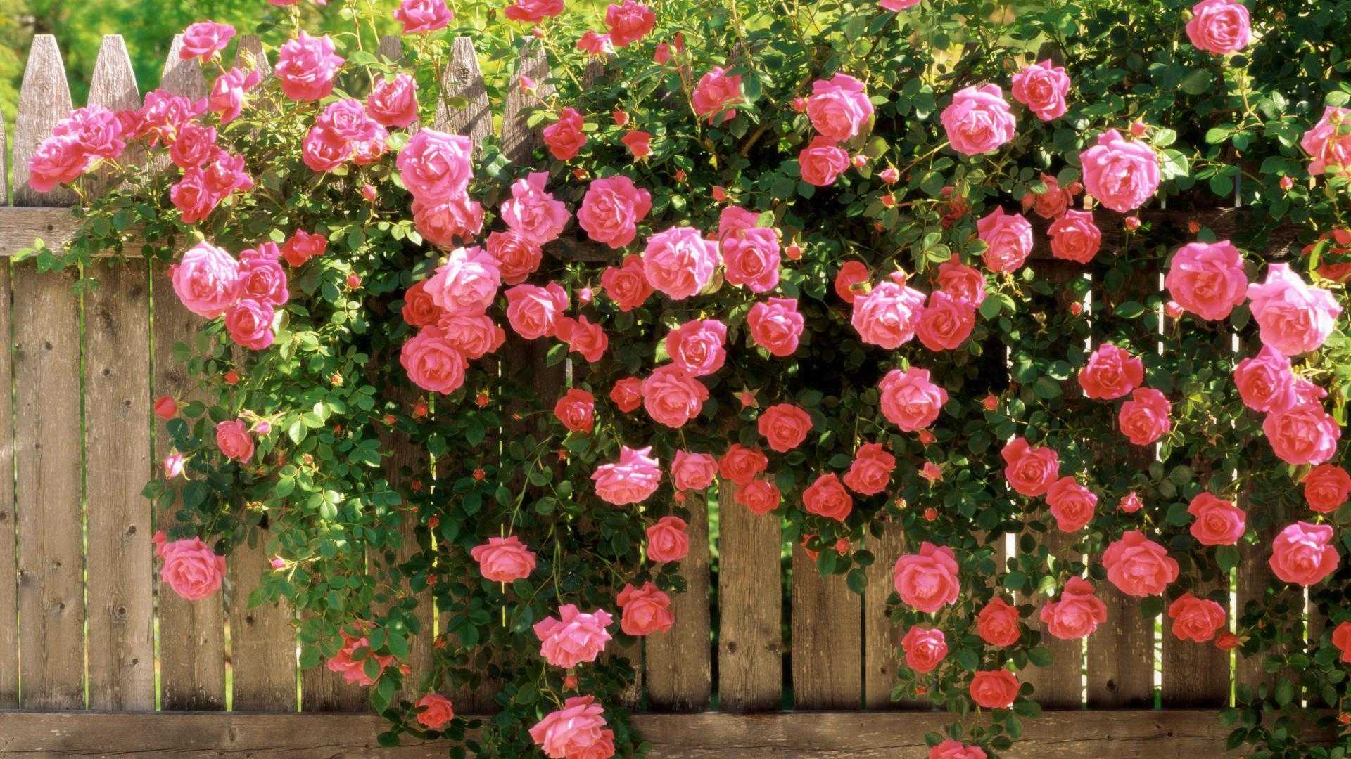 Плетистые розы для подмосковья: неукрывные неприхотливые сорта, отзывы, фото, зимостойкие сорта постоянного цветения, форум