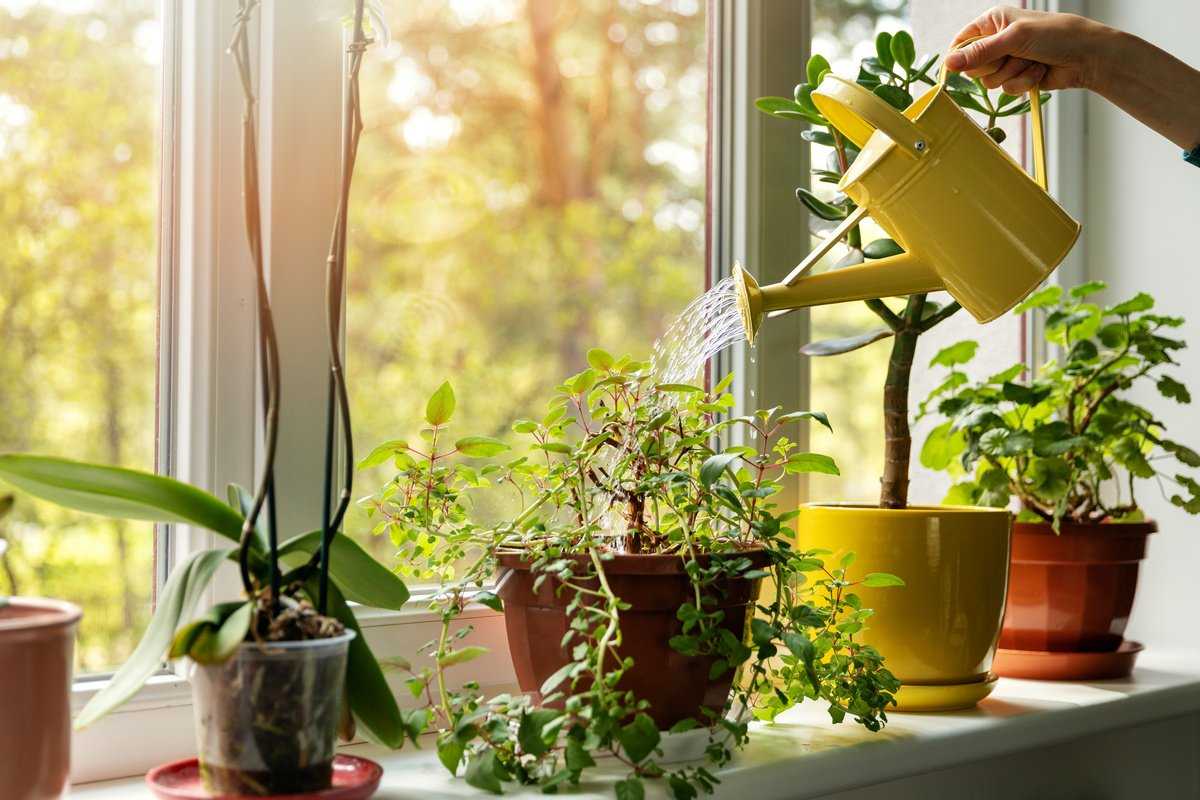 Уход за комнатными растениями в домашних условиях Правила выращивания: влажность, полив, освещение Подкормка и обрезка Основные ошибки при выращивании