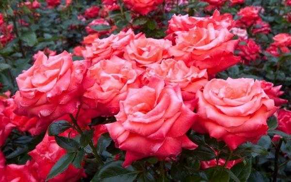 Плетистые розы: описание 20 лучших сортов, посадка и уход, размножение, обрезка | (75 фото & видео) +отзывы