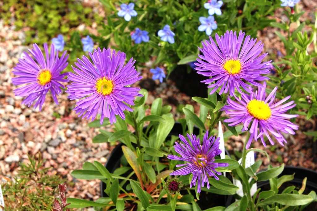 Цветок астра – правила ухода за растениями, особенности полива и подкормки, проведение пересадки и размножения