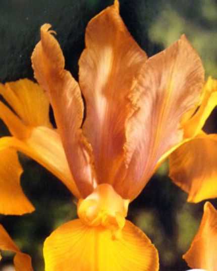Цветы ирис: описание, особенности, выращивание и отзывы