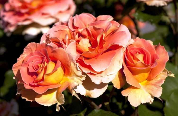 Роза румба: отзывы, фото, описание цветочного сорта плетистой флорибунды клайминг, выращивание, посадка и уход