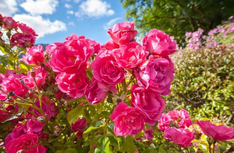 Почвопокровные розы цветущие все лето | красивый дом и сад