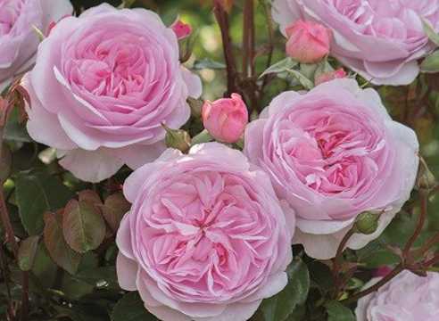 Розы дэвида остина: лучшие сорта, уход и описание
