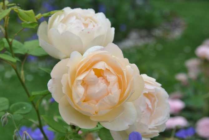 Королева сада: особенности внешнего вида и характерные черты розы голден селебрейшен