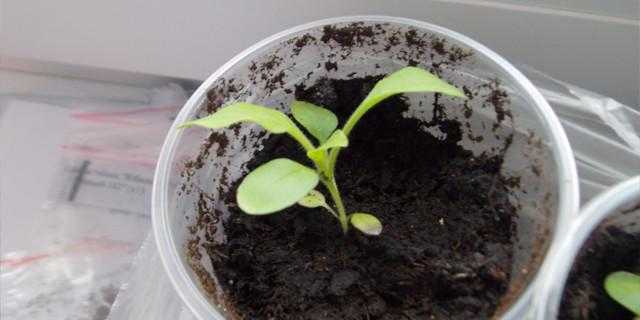 Ампельная петуния: выращивание из семян в домашних условиях, уход