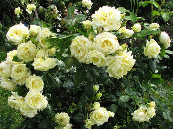 Сорта плетистых роз (68 фото): выбираем лучший сорт, особенности роз «метанойя», «джардина» и «жасмина», характеристика роз «голден парфюм», «наэма» и других