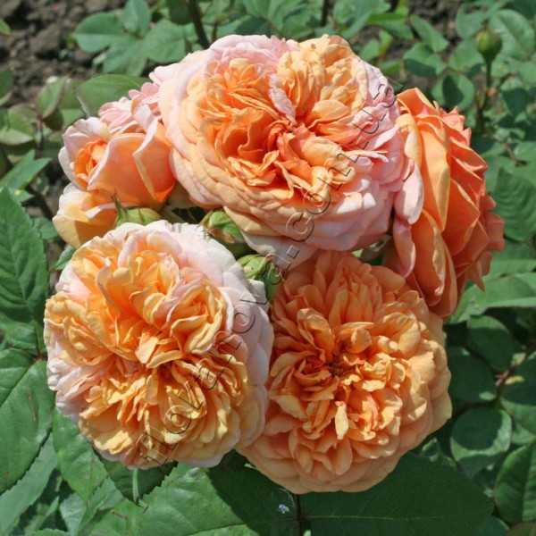 Роза клэр остин (claire austin)
