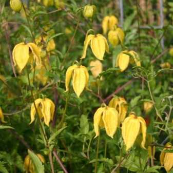 Клематис тангутский (радар любви): выращивание из семян и уход