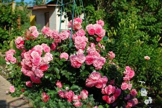 Роза плетистая розариум ютерсен: фото, описание, отзывы садоводов