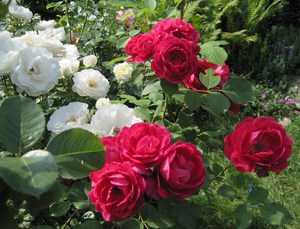 Розы флорибунда посадка и уход в открытом грунте для новичков