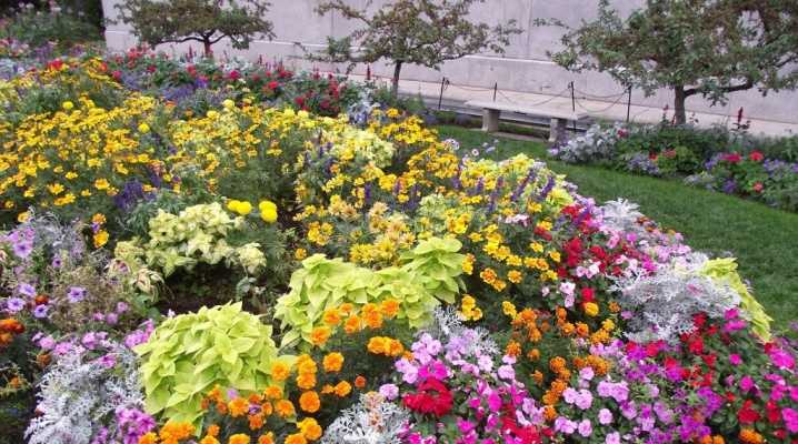 Цветущие все лето однолетние цветы в саду: их преимущества в отношении многолетников, названия, классификация