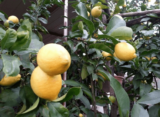 Описание лимона сорта мейера и особенности ухода в домашних условиях