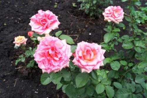 Как подготовить розы к зиме в подмосковье - обрезка роз и укрытие