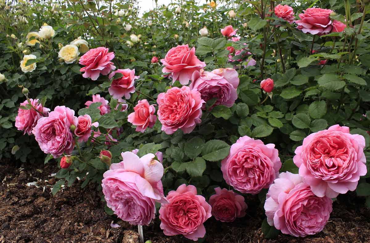Обрезка роз весной: плетистых (вьющихся) и кустовых для начинающих