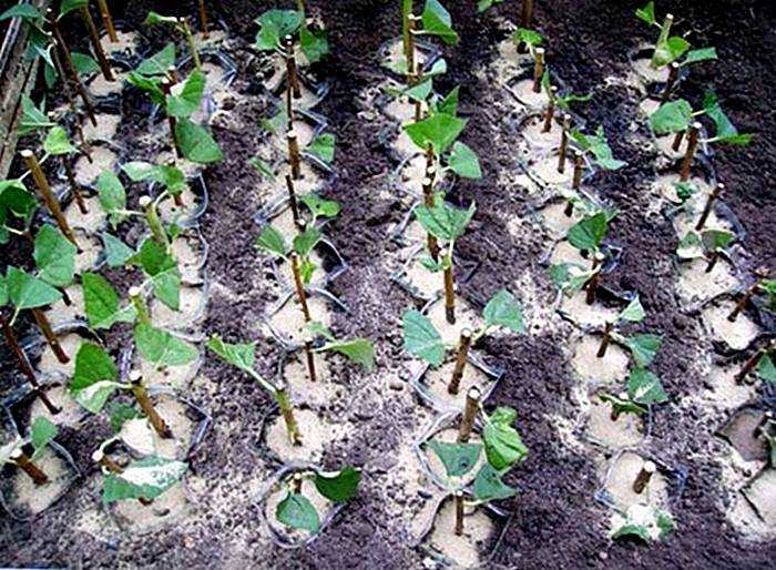 Как размножить садовый жасмин – чубушник?