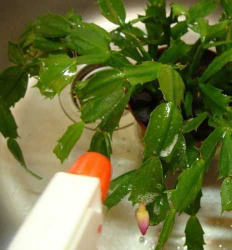 Виды цветка декабрист (41 фото): описание сортов шлюмбергеры. каких цветов бывает, кроме розового и оранжевого, синего и фиолетового?