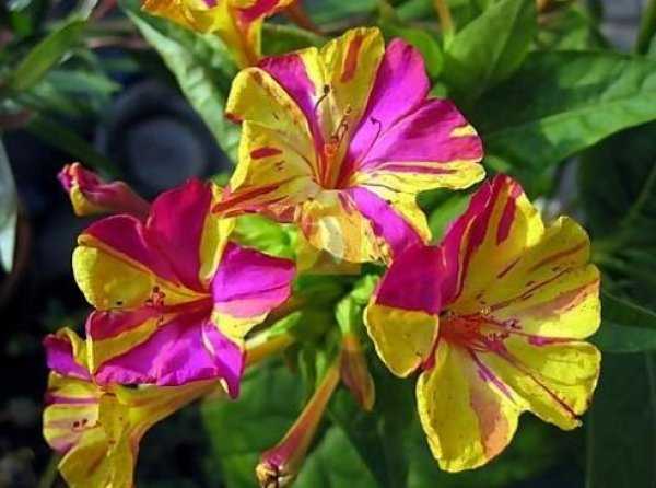 Мирабилис (mirabilis) – многолетний цветок «ночная красавица»