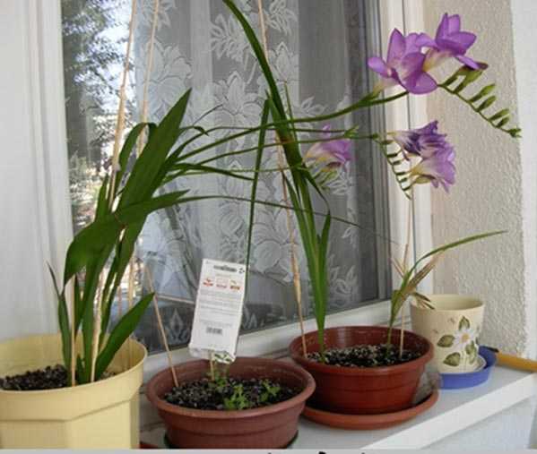 Фрезия: выращивание и уход в домашних условиях, гибридные сорта