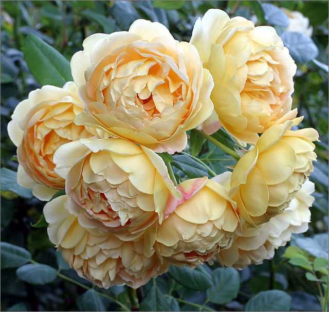 Английские розы дэвида остина: особенности ухода и условия выращивания, обзор и фотогалерея сортов