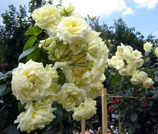 Характеристики сортовой плетистой розы эльф: посадка зимостойкого куста и уход