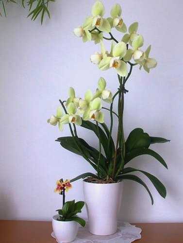 Агротехника орхидеи фаленопсис дома: размножение, пересадка, цветение