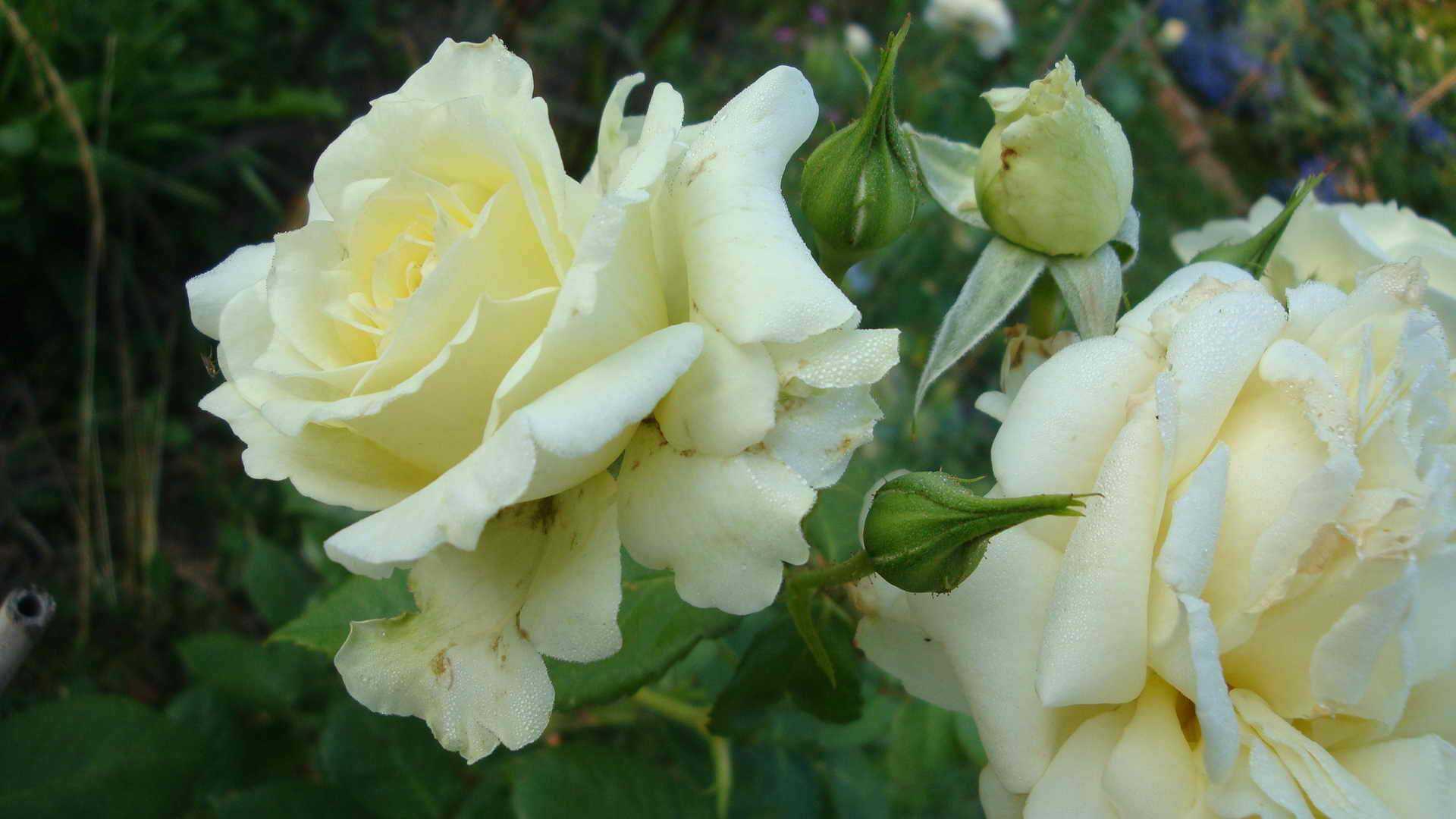 Роза плетистая эльф - описание, агротехника | о розе