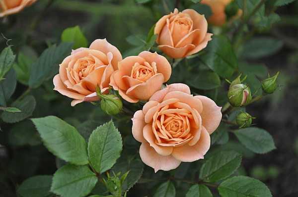 Английские розы (29 фото): описание лучших сортов, особенности роз «абрахам дерби» и «краун принцесс маргарет», «леди оф шалот», «воллертон олд холл» и других