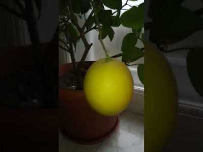 Сколько могут хранится лимоны - база данных сроков хранения