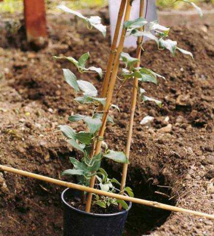 Посадка ирисов весной в открытый грунт: как правильно посадить? когда лучше сажать? на какую глубину сажать корневища на даче?