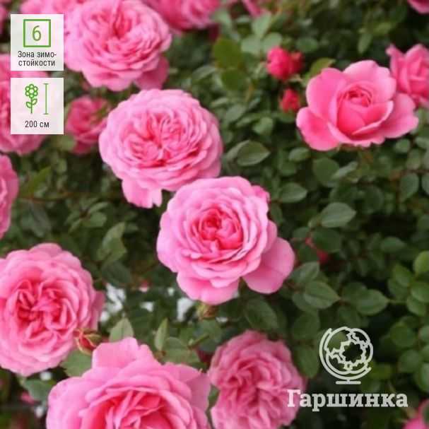 Чайно-гибридная роза августа луиза: описание сорта, фото, отзывы о выращивании, основные характеристики цветка, посадка и уход