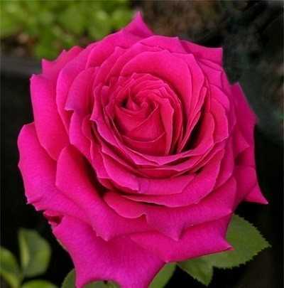 Плетистая роза «казино» (28 фото): описание сорта, его посадка и уход, отзывы дачников