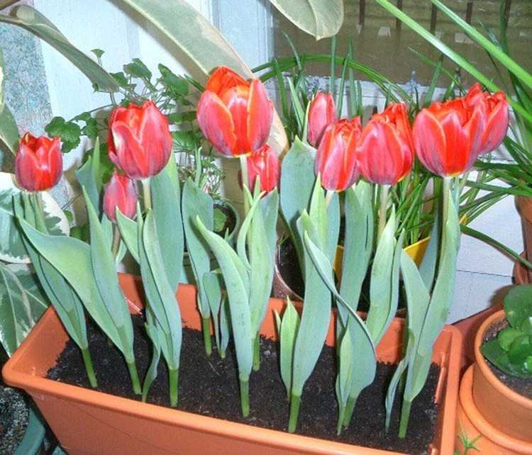 Как вырастить тюльпаны к 8 марта в домашних условиях? ответ есть!