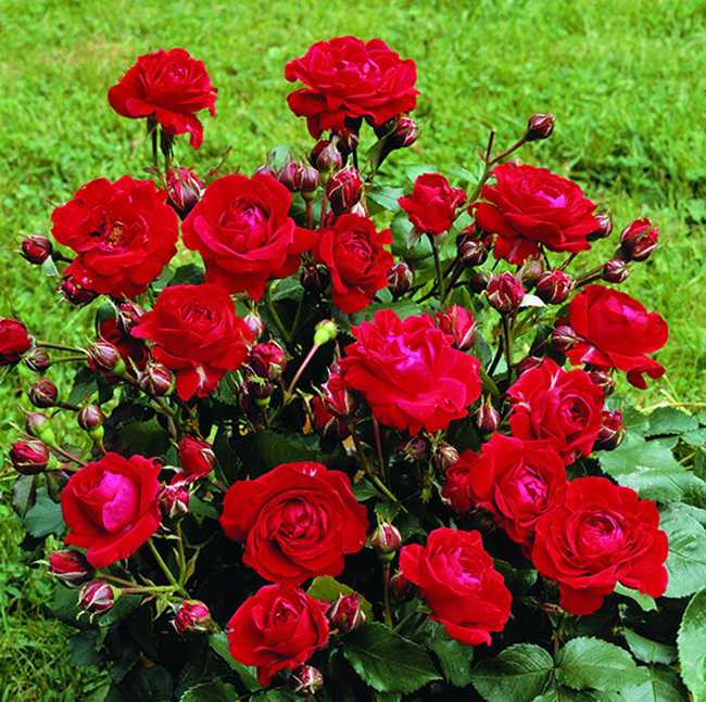 Маленькие розы садовые — популярные сорта