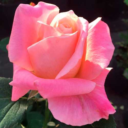 Плетистая роза «дон жуан»: описание сорта, особенности посадки и ухода
