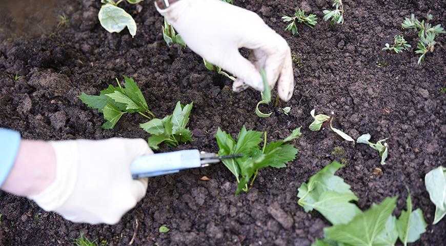 Белый шиповник: как еще называется, какими сортами представлен, как выглядит Правила посадки растения в саду, как ухаживать, подкормка и обрезка