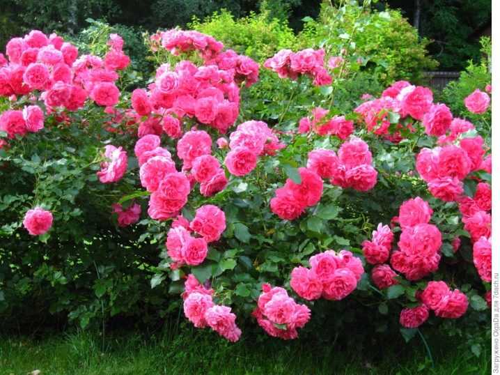 Роза розариум ютерсен – описание сорта, посадка и уход, выращивание