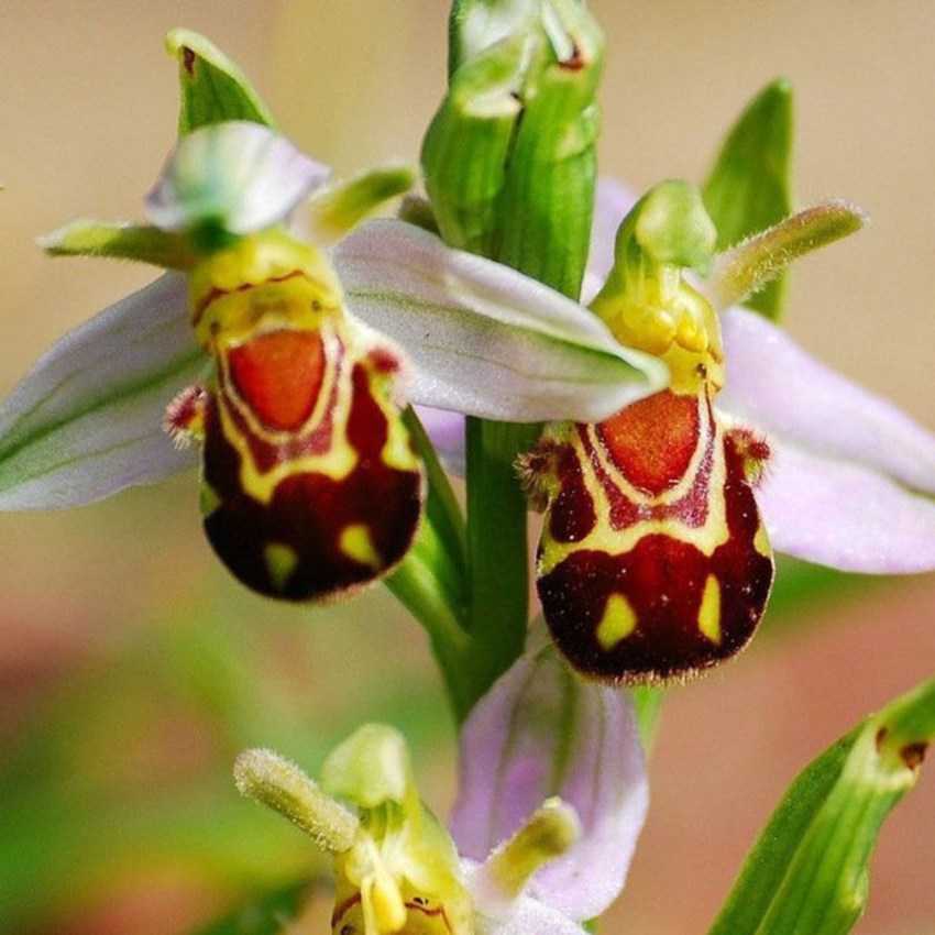 Семена орхидеи: секреты проращивания, как вырастить орхидею в домашних условиях