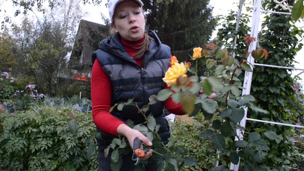 Как правильно укрывать розы на зиму? ⋆ «премьер агро» — агропромышленный журнал