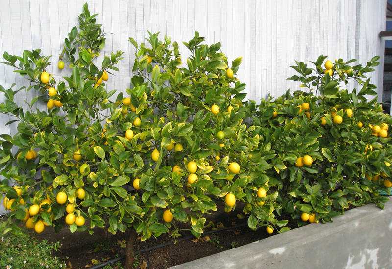 Чем и как правильно подкормить лимон в домашних условиях?