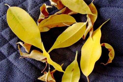 Фикус бенджамина — желтеют и опадают листья, что делать