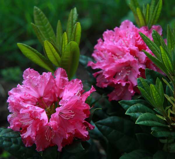 Рододендрон гаага фото описание | комнатные цветы