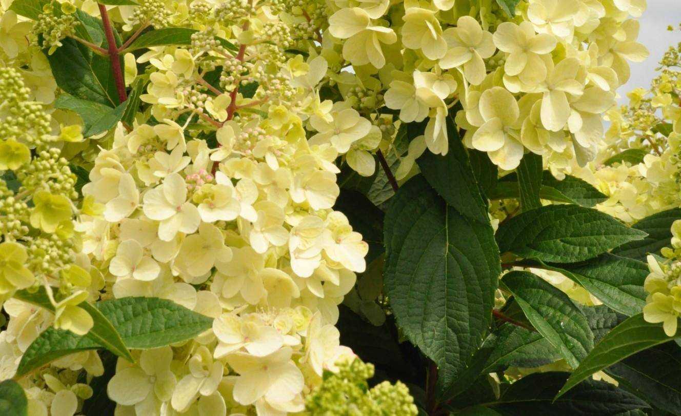 Гортензия метельчатая: посадка и уход за декоративным кустарником с цветками-«хамелеонами»