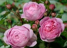 Сорта и описание английских роз дэвида остина, названия, лучшие сорта