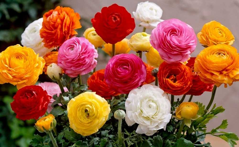 Как называются цветы похожие на розы - журнал садовода ryazanameli.ru