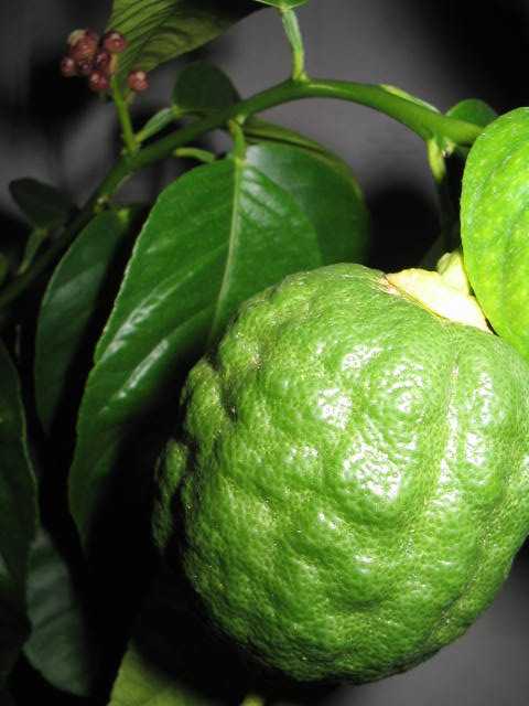 Лимон мейера: что это за растение, а также описание сорта и фото, все тонкости ухода в домашних условиях для начинающих, выращивание в открытом грунтедача эксперт