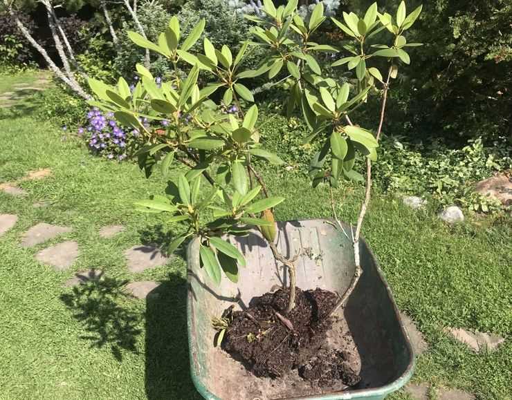 Как посадить рододендроны в открытый грунт весной и осенью: правила выращивания и ухода